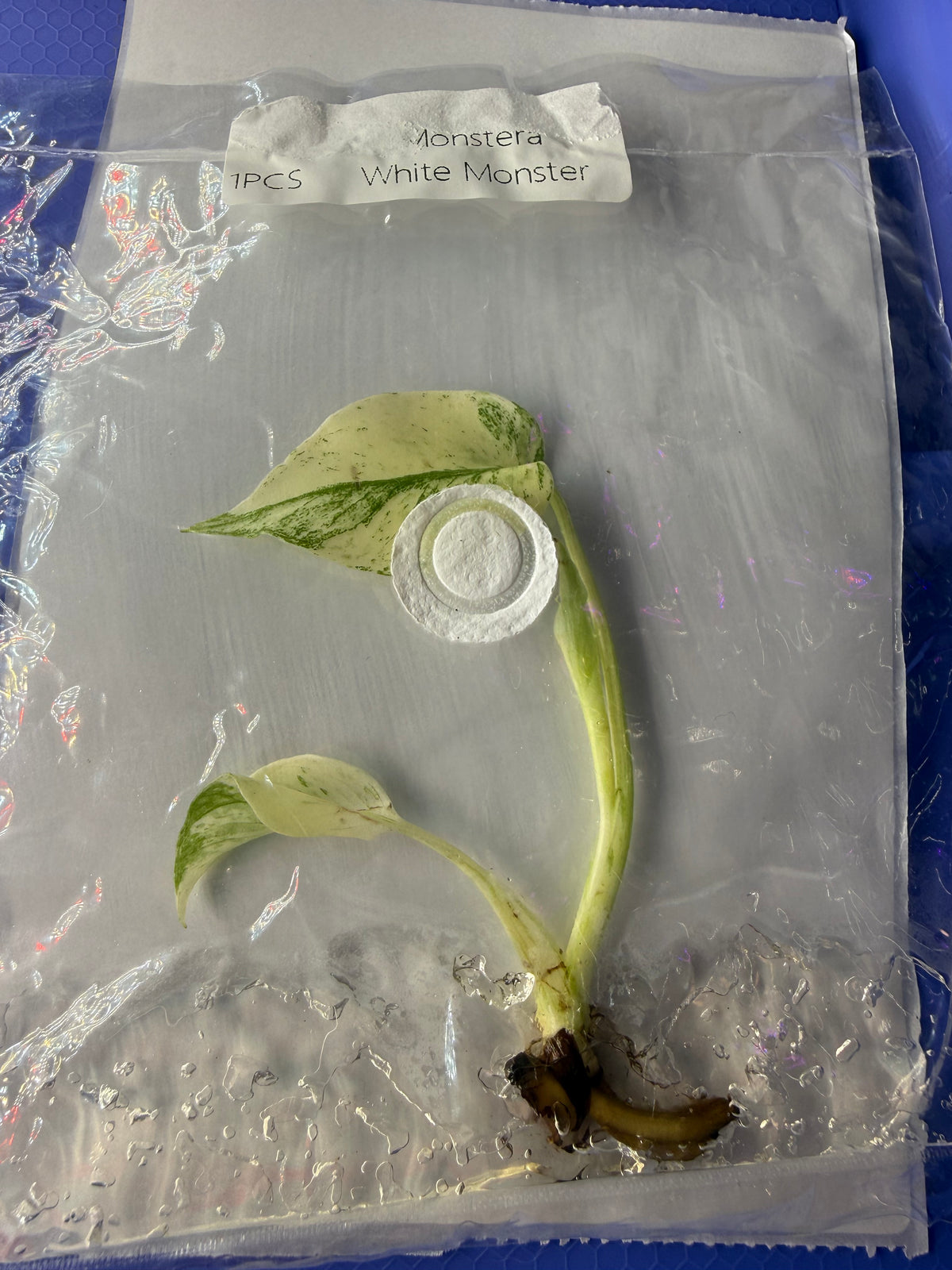 Monstera ‘White Monster Variegated’ Tissue Culture – Exact Plant, High Variegation