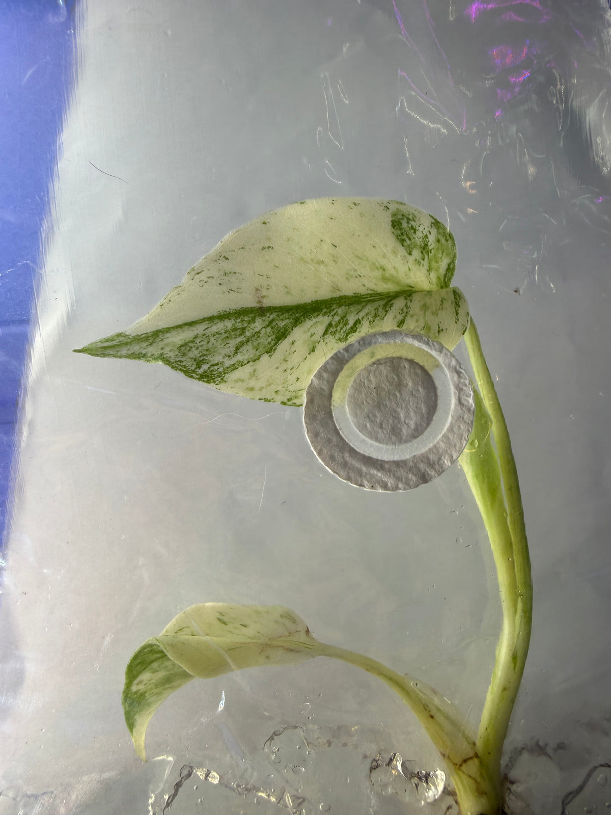 Monstera ‘White Monster Variegated’ Tissue Culture – Exact Plant, High Variegation