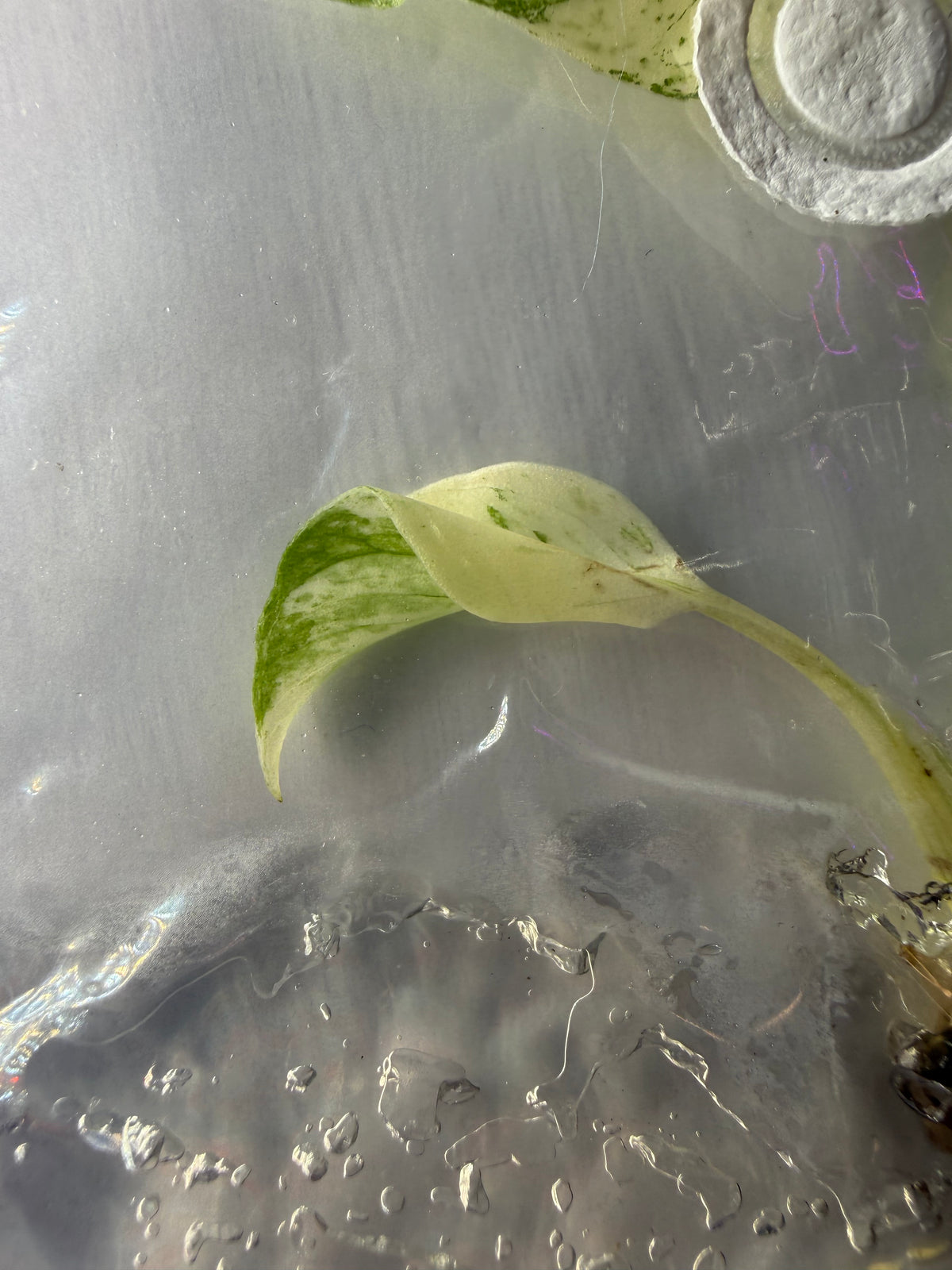 Monstera ‘White Monster Variegated’ Tissue Culture – Exact Plant, High Variegation