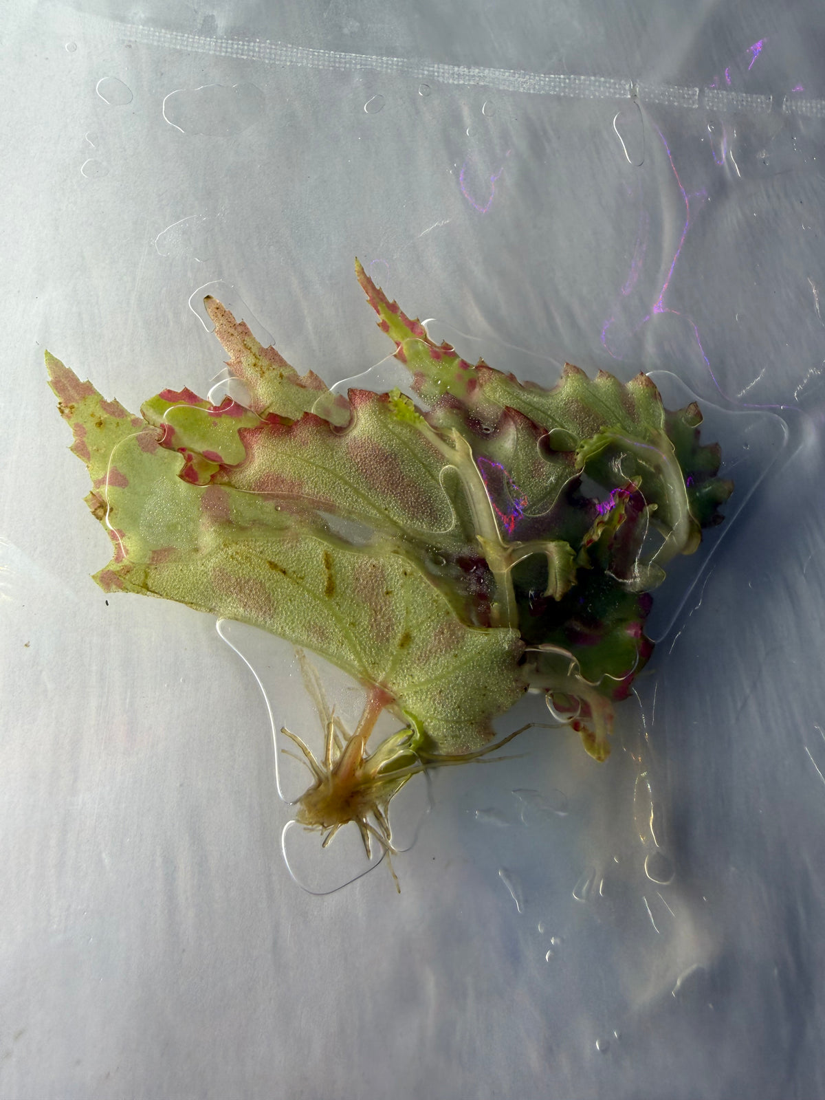 Begonia Pink Lava Tissue Culture Exact Plant Rare Colorful Variegated