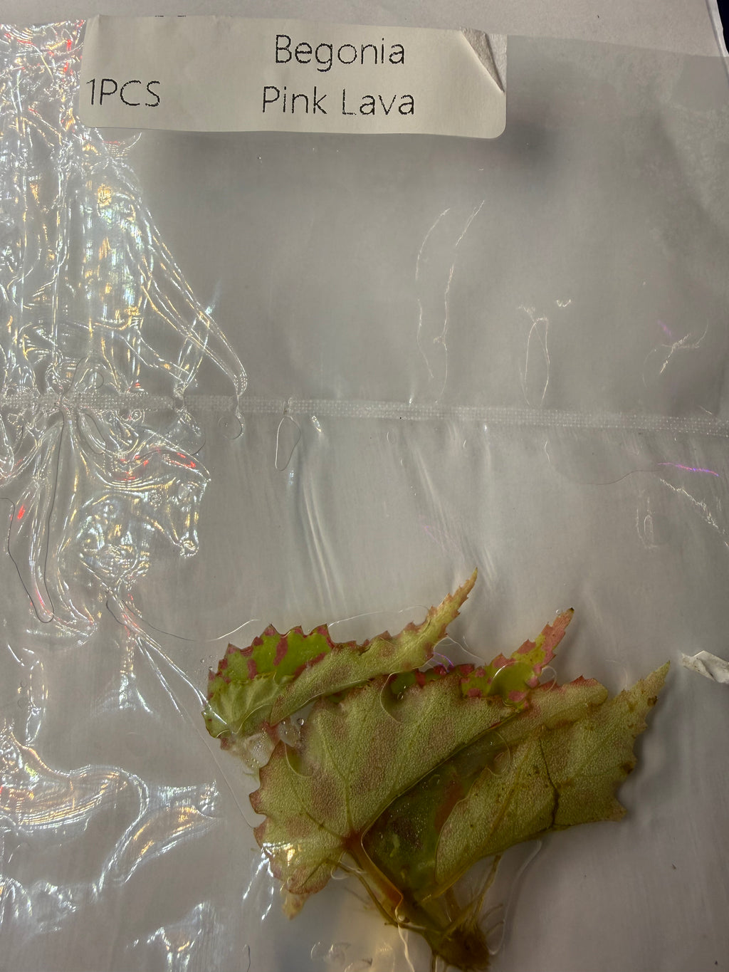 Begonia Pink Lava Tissue Culture Exact Plant Rare Colorful Variegated