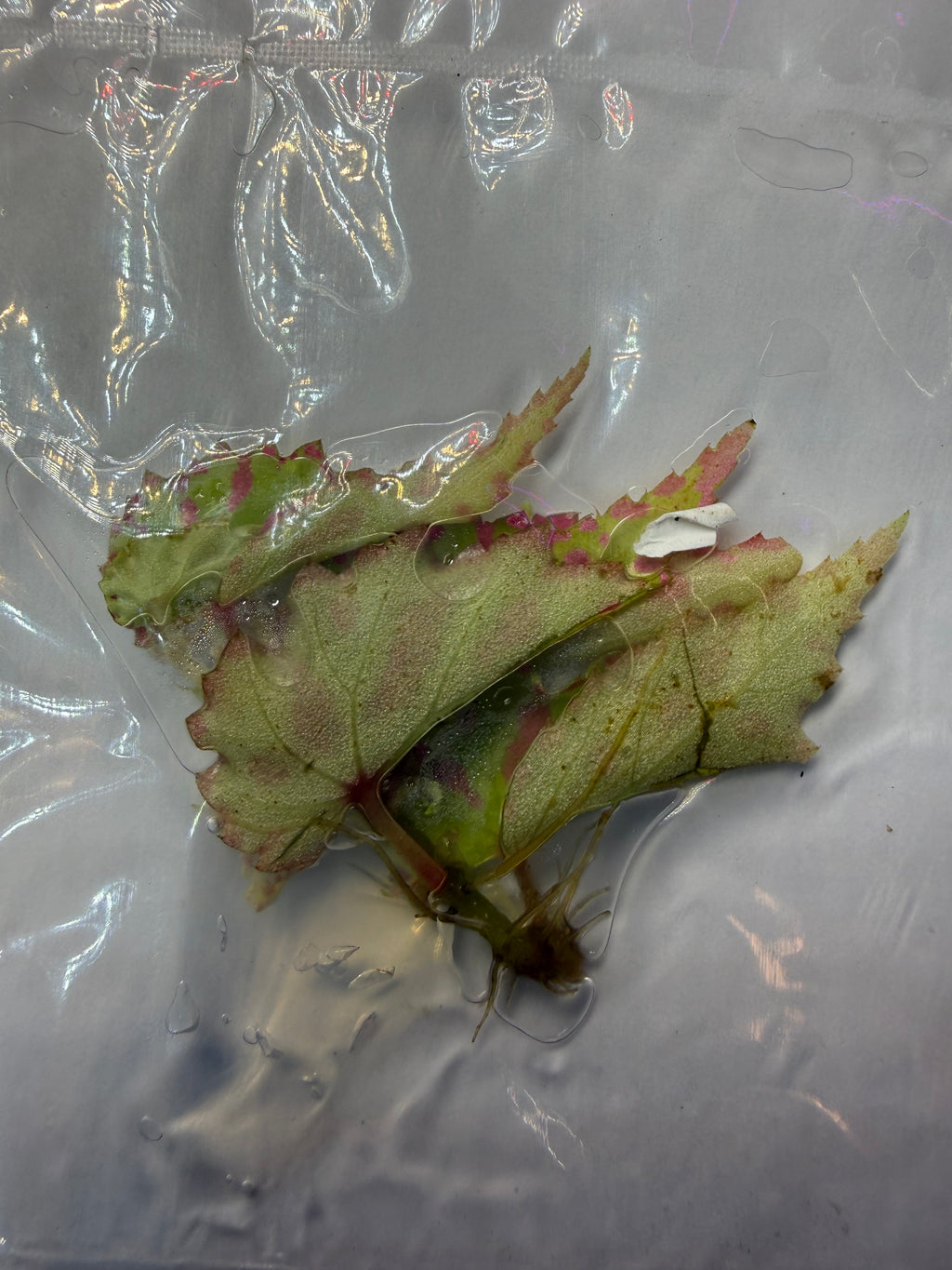 Begonia Pink Lava Tissue Culture Exact Plant Rare Colorful Variegated