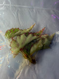 Begonia Pink Lava Tissue Culture Exact Plant Rare Colorful Variegated
