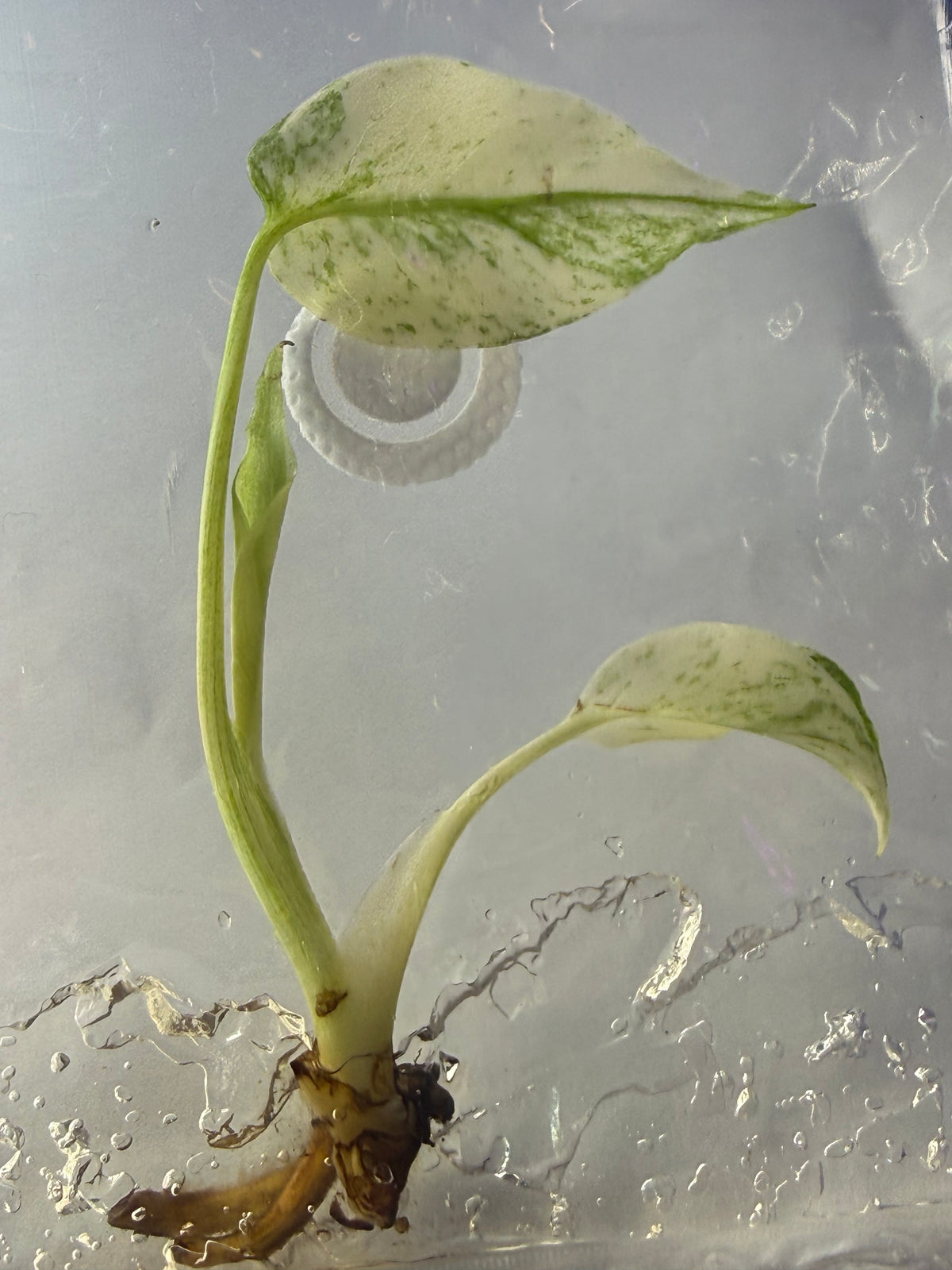Monstera ‘White Monster Variegated’ Tissue Culture – Exact Plant, High Variegation