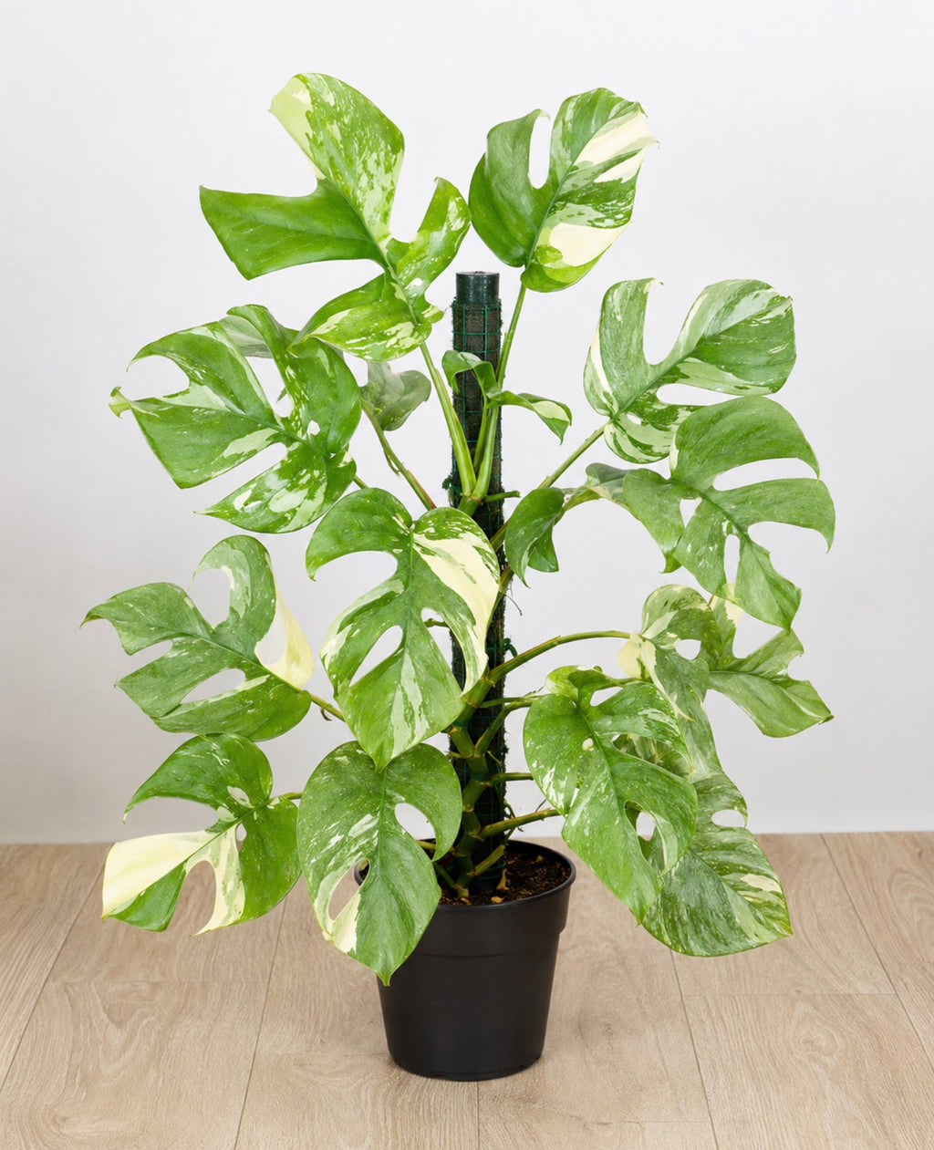 Monstera Tetrasperma ‘Mint Variegated’ Tissue Culture – B Grade