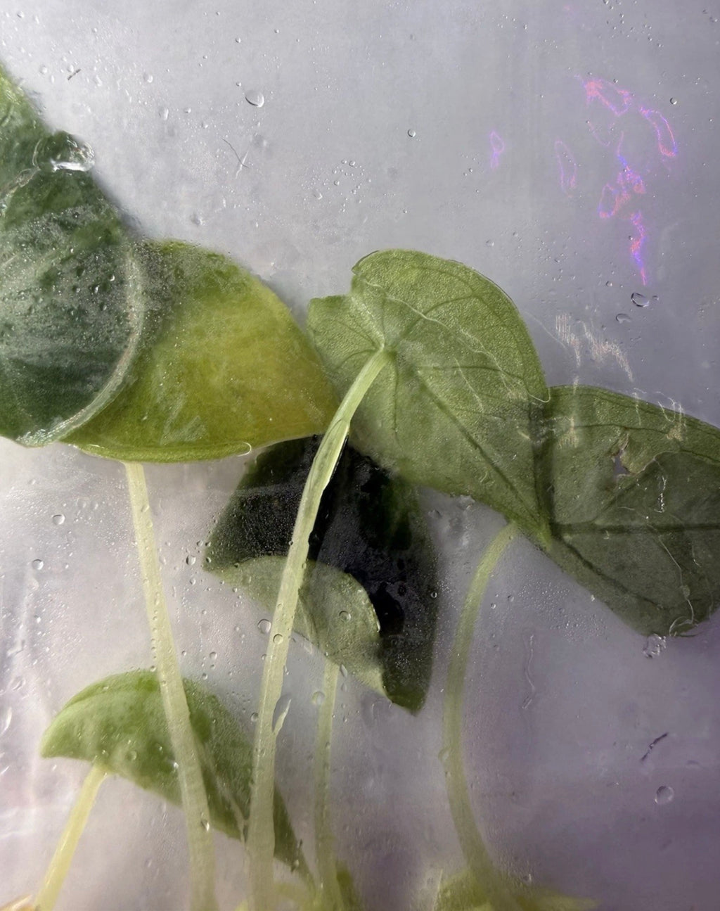 Alocasia infernalis ‘Black Magic’ – 5 Pack Tissue Culture