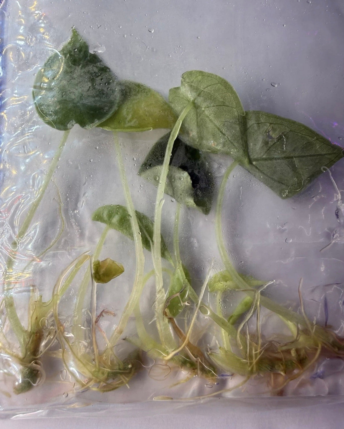 Alocasia infernalis ‘Black Magic’ – 5 Pack Tissue Culture