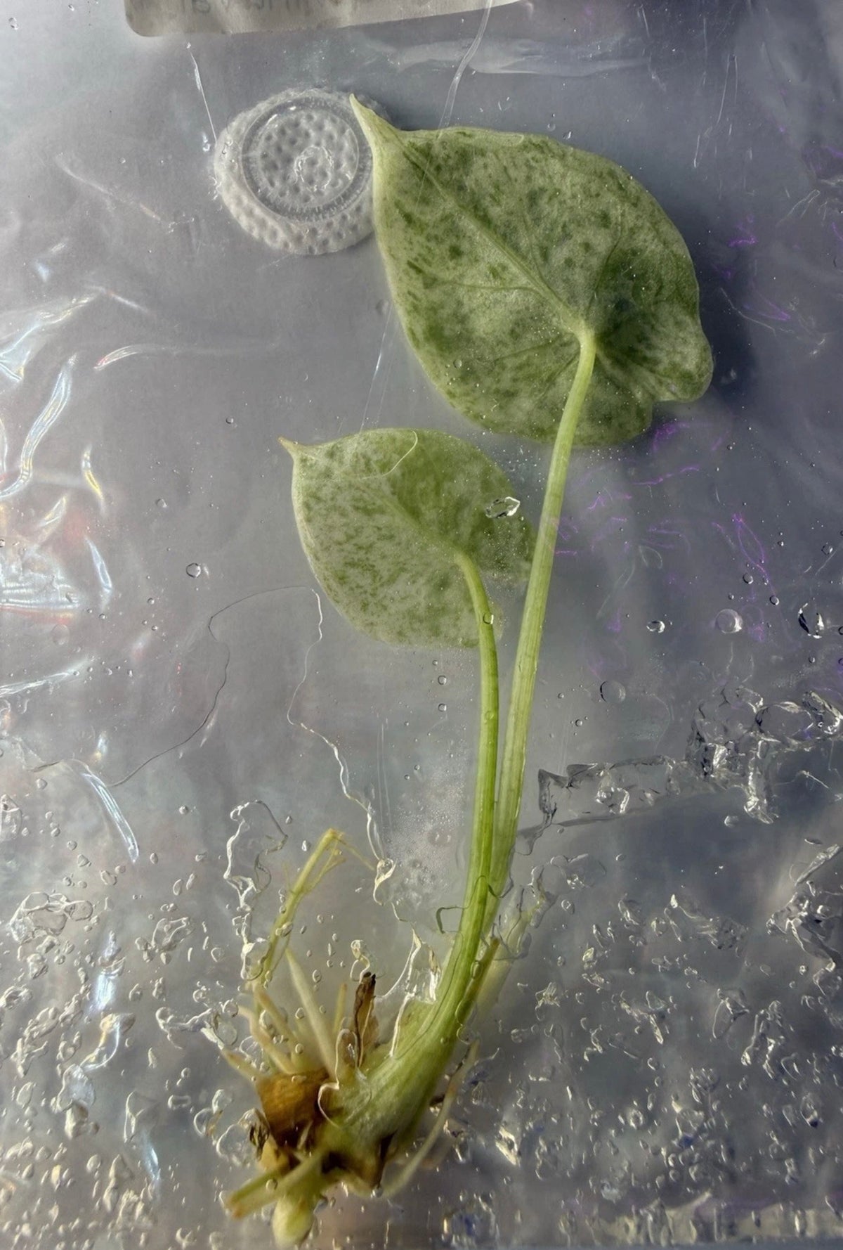 Alocasia Dragon Scale Mint Variegated Tissue Culture Exact Plant  Variegation