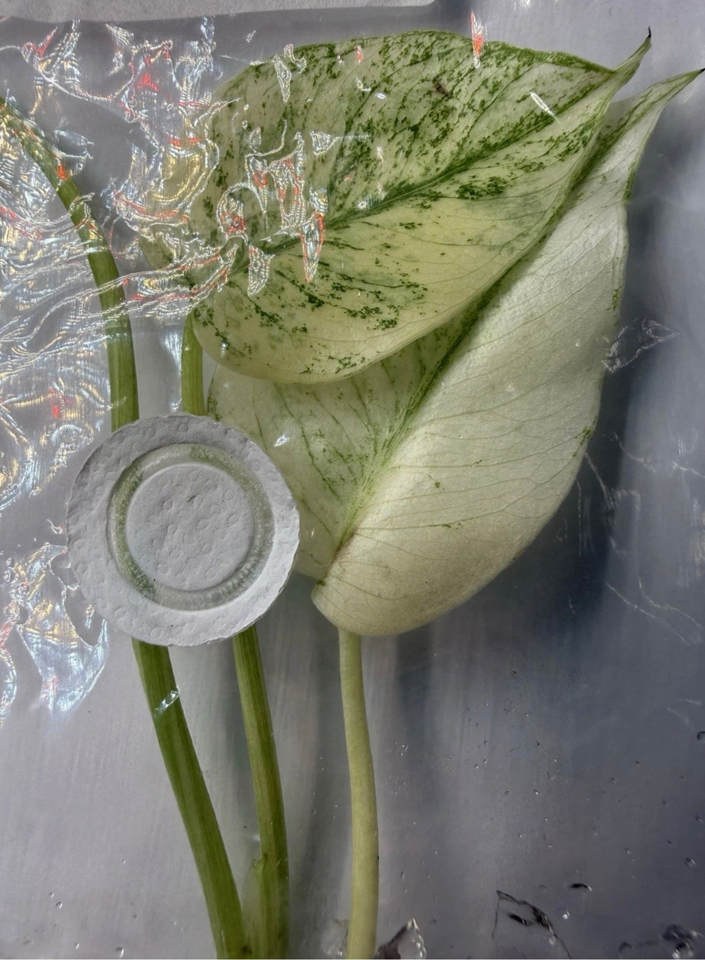 Monstera ‘White Monster Variegated’ Tissue Culture – Exact Plant, High Variegation