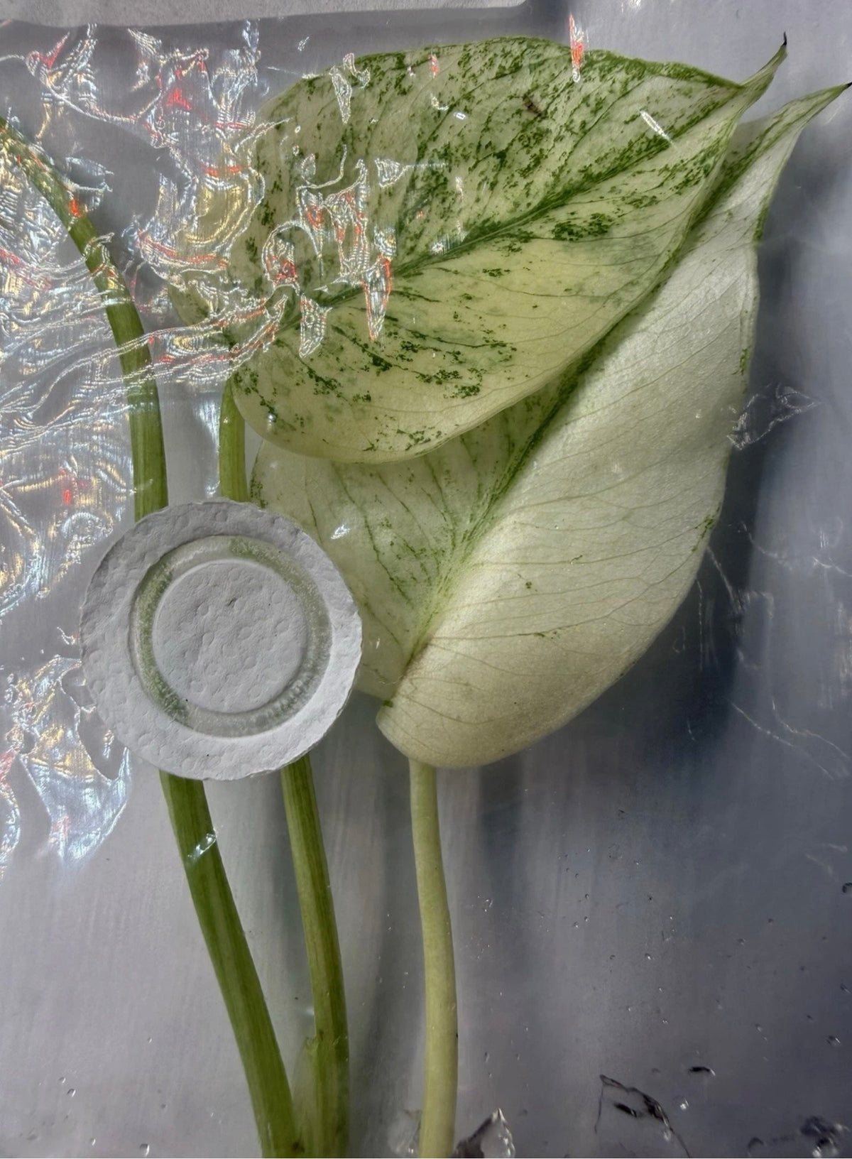 Monstera ‘White Monster Variegated’ Tissue Culture – Exact Plant, High Variegation