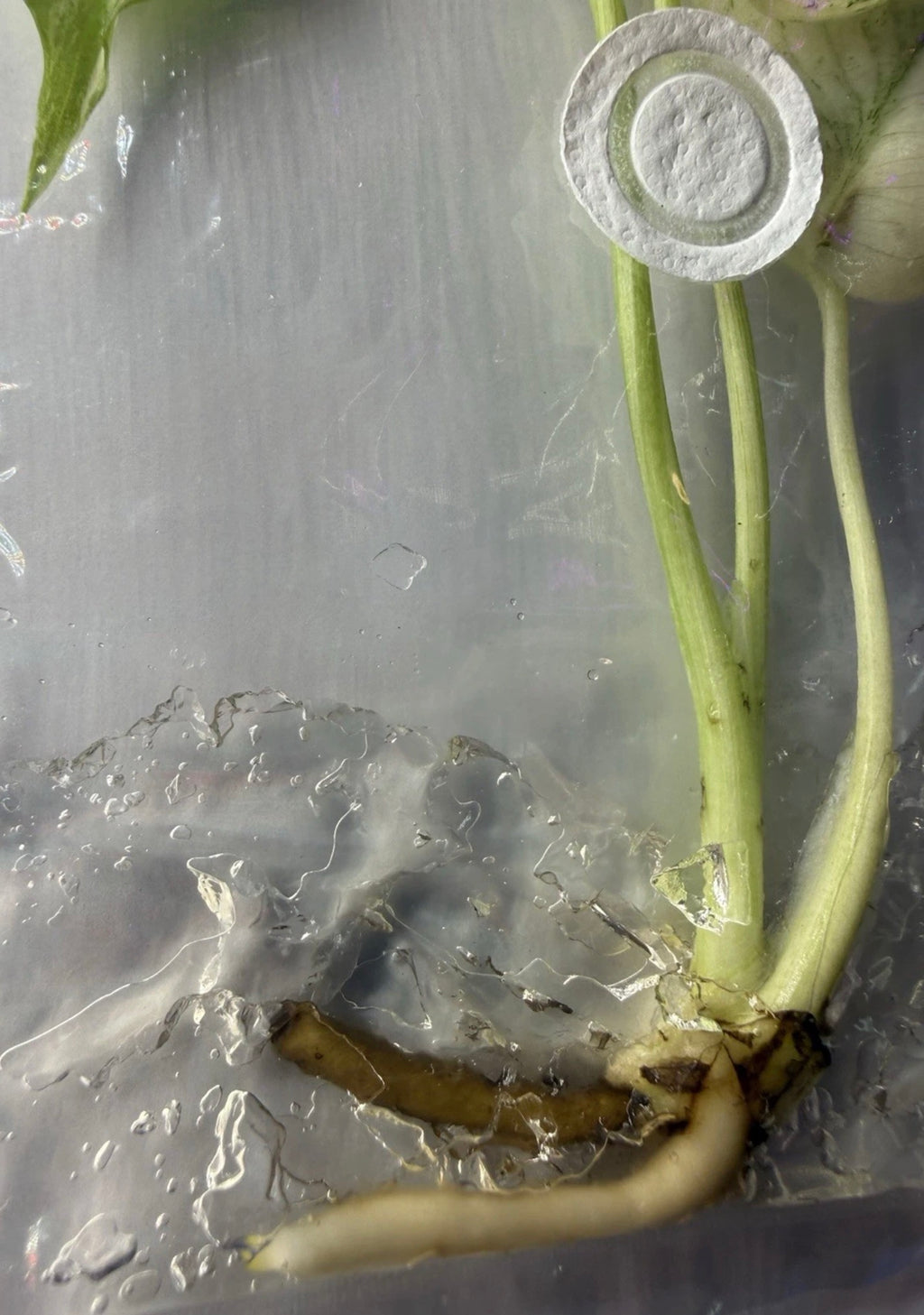 Monstera ‘White Monster Variegated’ Tissue Culture – Exact Plant, High Variegation