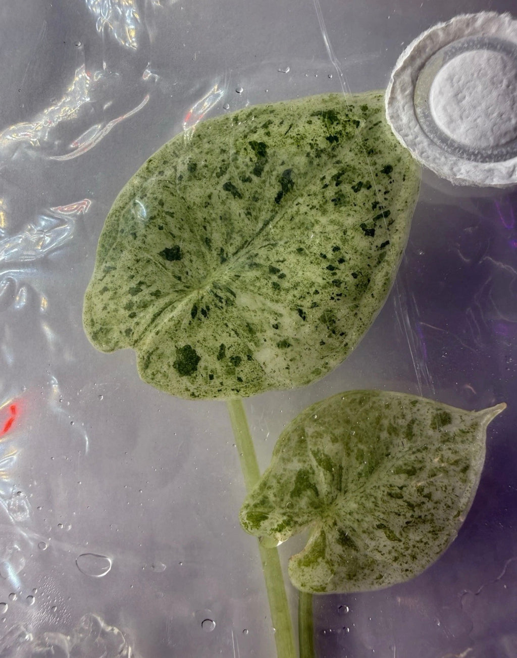 Alocasia Dragon Scale Mint Variegated Tissue Culture Exact Plant  Variegation