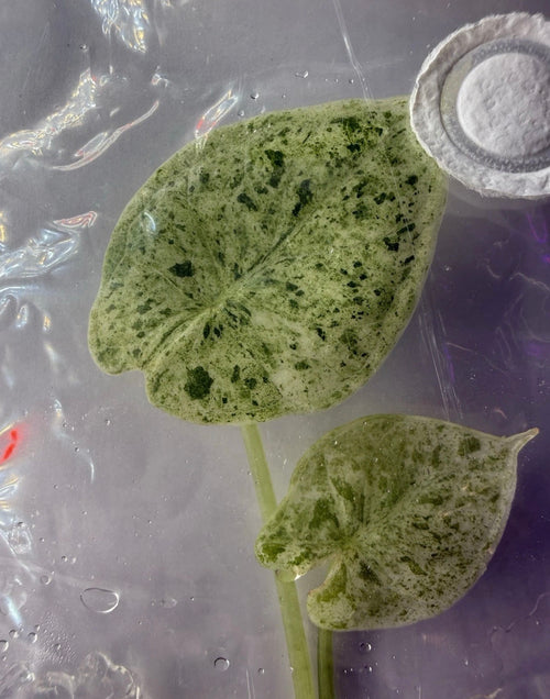 Alocasia Dragon Scale Mint Variegated Tissue Culture Exact Plant  Variegation