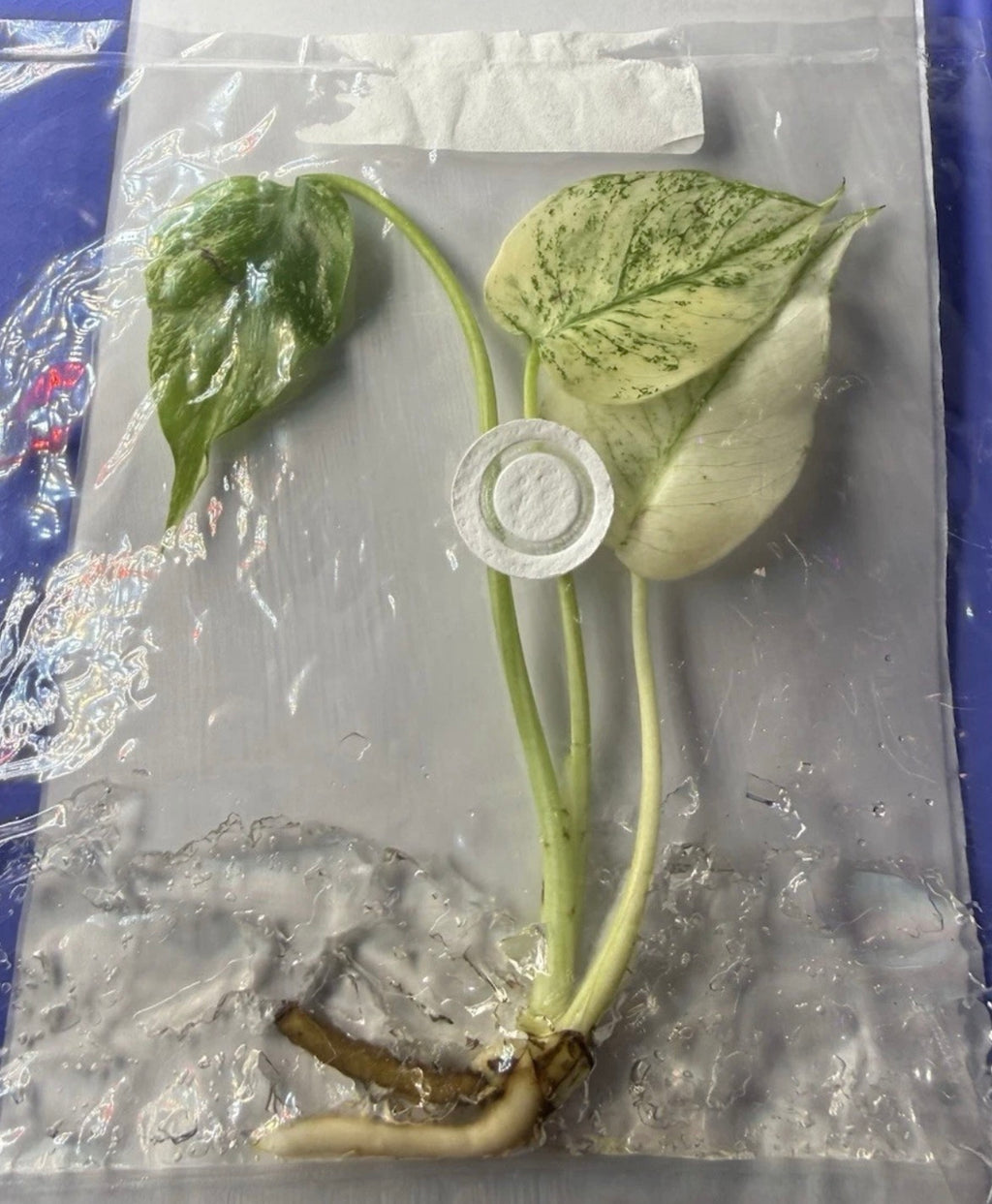 Monstera ‘White Monster Variegated’ Tissue Culture – Exact Plant, High Variegation