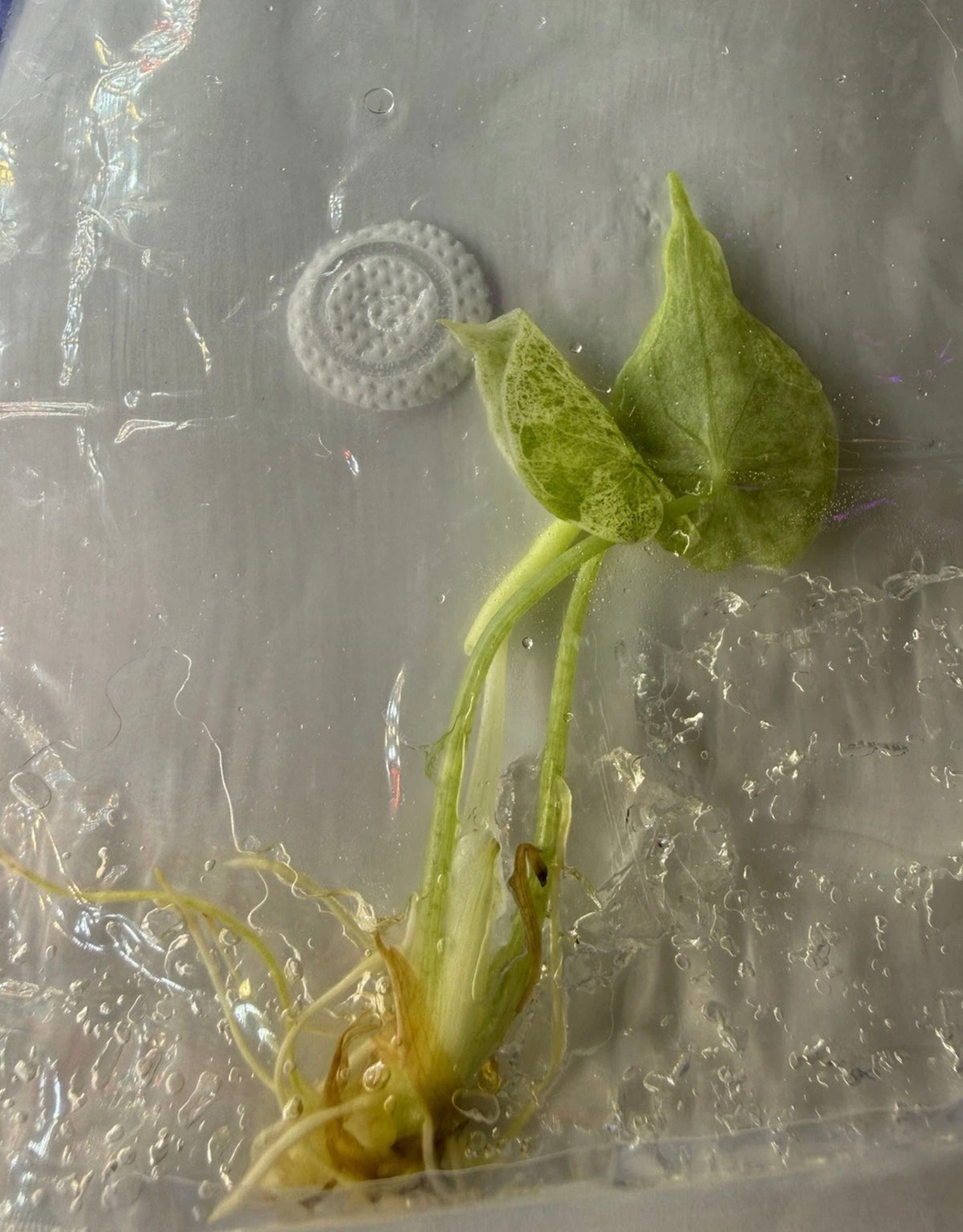 Alocasia ‘Dragon Scale Mint Variegated’ Tissue Culture – Exact Plant