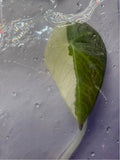 Alocasia ‘Black Velvet Pink Variegated’ Tissue Culture – Half Moon Exact Plant