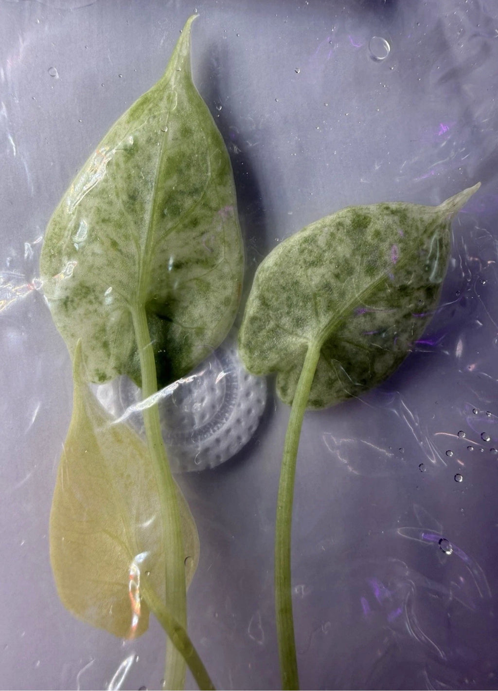 Alocasia ‘Dragon Scale Mint Variegated’ Tissue Culture – Exact Plant