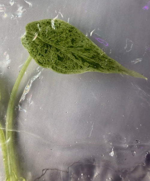 Alocasia Dragon Scale Mint Variegated Tissue Culture Exact Plant