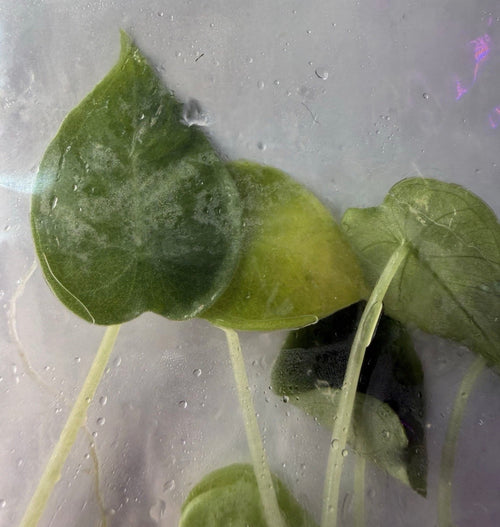Alocasia infernalis ‘Black Magic’ – 5 Pack Tissue Culture