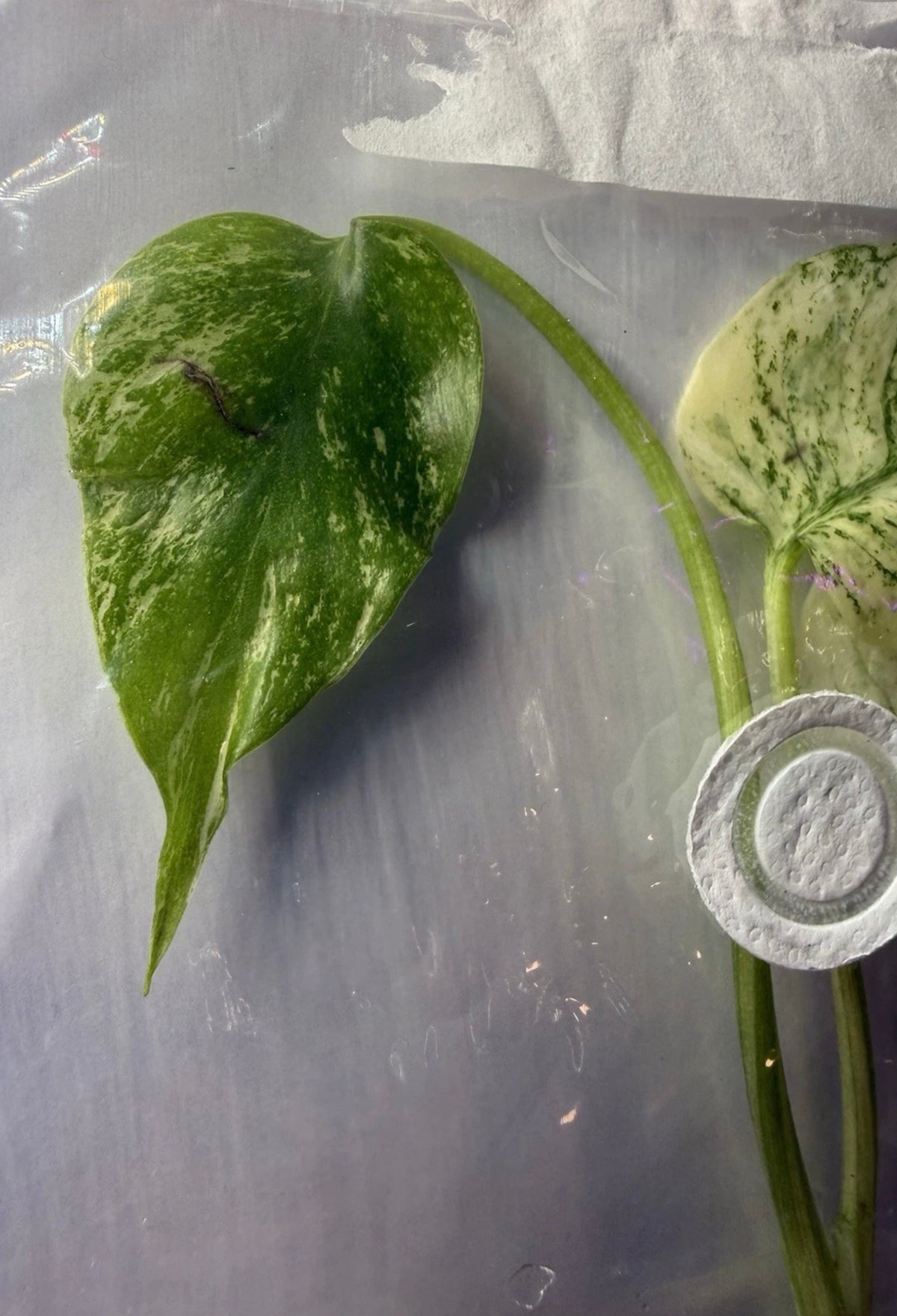 Monstera ‘White Monster Variegated’ Tissue Culture – Exact Plant, High Variegation