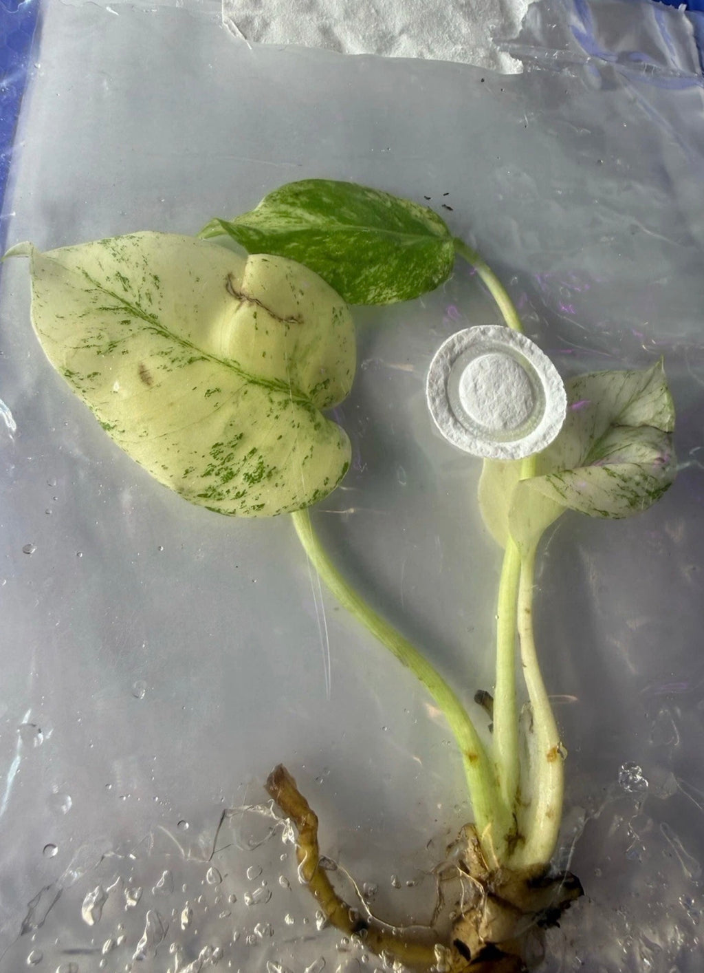 Monstera ‘White Monster Variegated’ Tissue Culture – Exact Plant, High Variegation