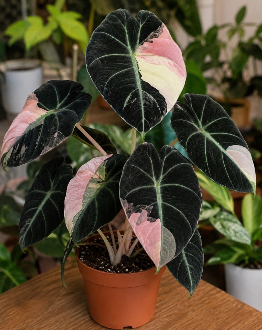 Alocasia ‘Black Velvet Pink Variegated’ Tissue Culture – Half Moon Exact Plant