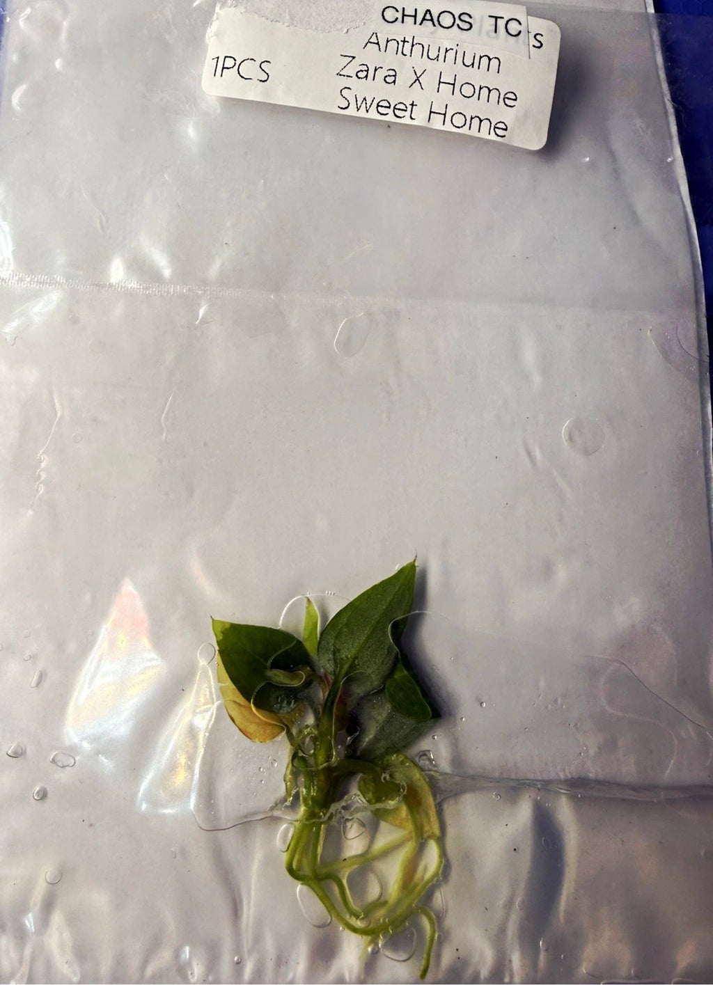 Anthurium ‘Zara × Home Sweet Home’ Tissue Culture