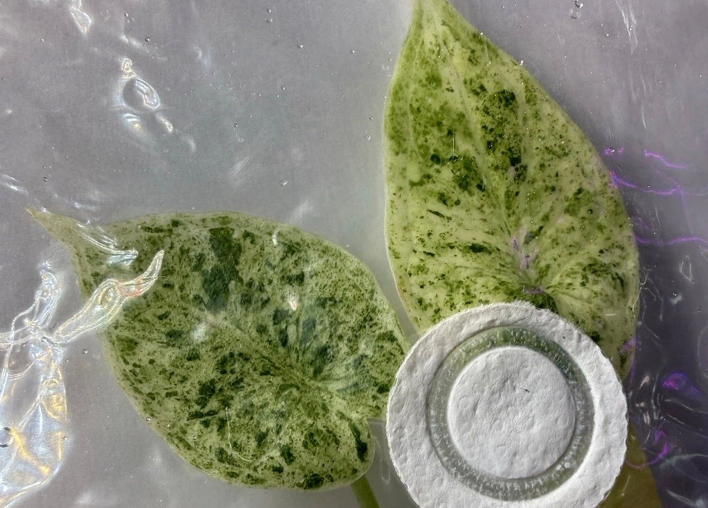 Alocasia ‘Dragon Scale Mint Variegated’ Tissue Culture – Exact Plant