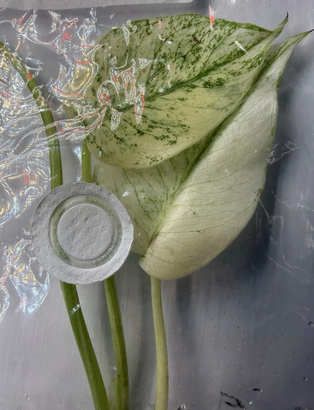 Monstera ‘White Monster Variegated’ Tissue Culture – Exact Plant, High Variegation