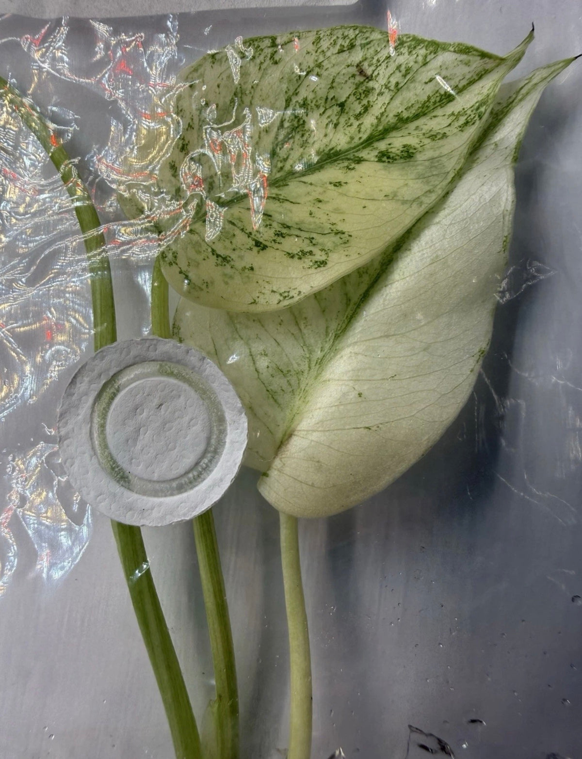 Monstera ‘White Monster Variegated’ Tissue Culture – Exact Plant, High Variegation