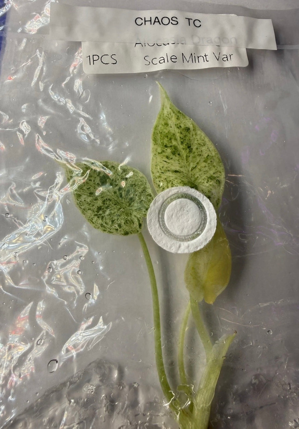 Alocasia ‘Dragon Scale Mint Variegated’ Tissue Culture – Exact Plant