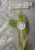 Alocasia ‘Dragon Scale Mint Variegated’ Tissue Culture – Exact Plant