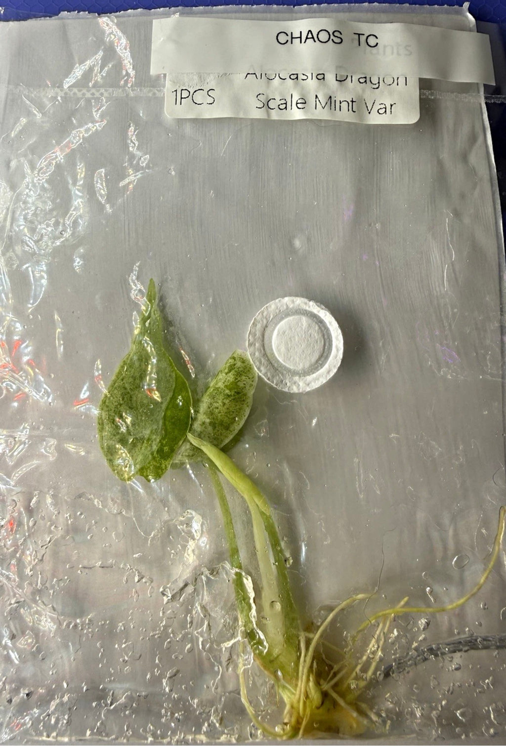 Alocasia ‘Dragon Scale Mint Variegated’ Tissue Culture – Exact Plant