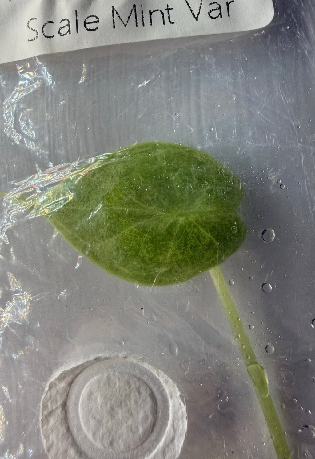 Alocasia ‘Dragon Scale Mint Variegated Tissue Culture – Exact Plant