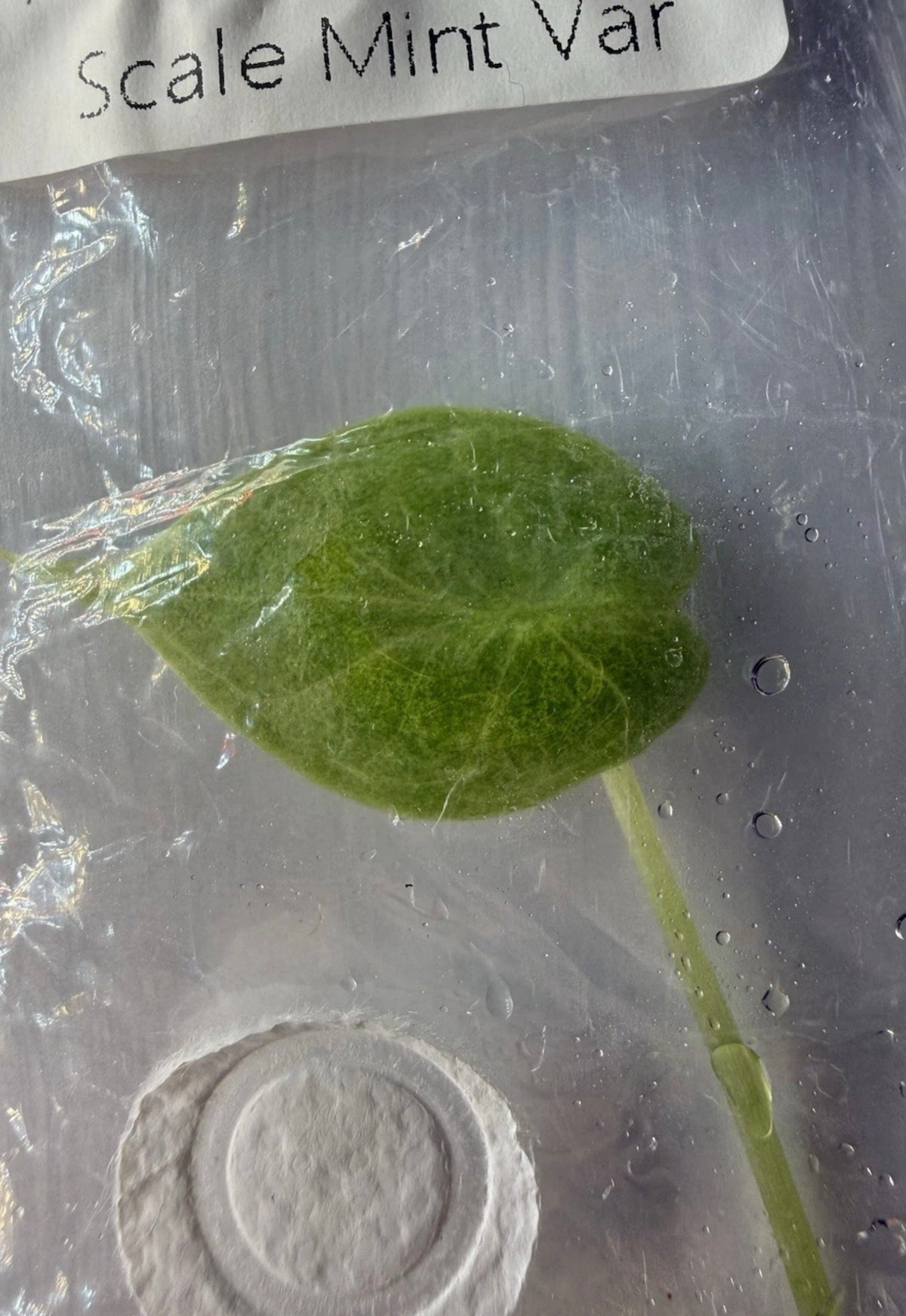 Alocasia ‘Dragon Scale Mint Variegated Tissue Culture – Exact Plant