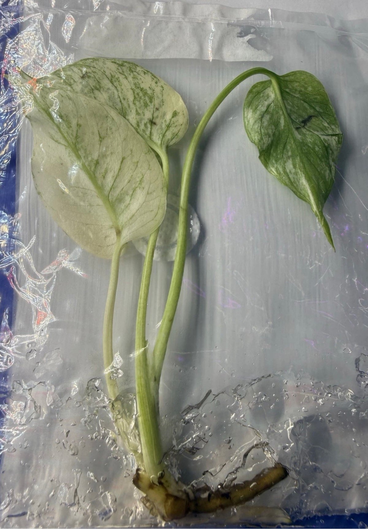 Monstera ‘White Monster Variegated’ Tissue Culture – Exact Plant, High Variegation