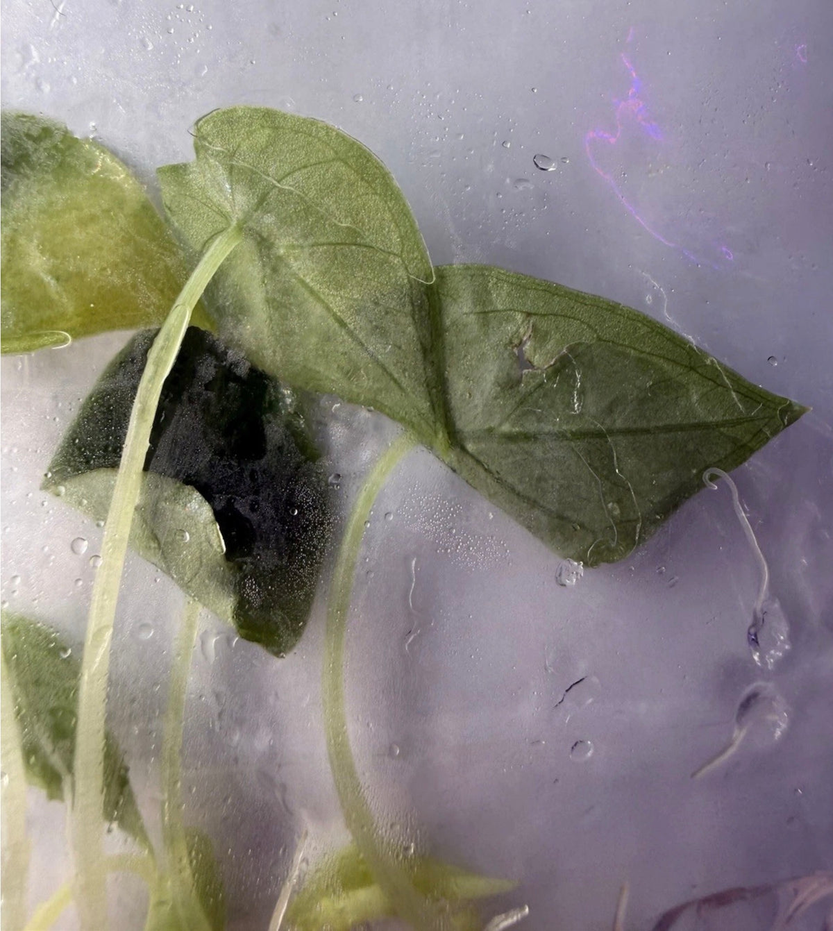 Alocasia infernalis ‘Black Magic’ – 5 Pack Tissue Culture