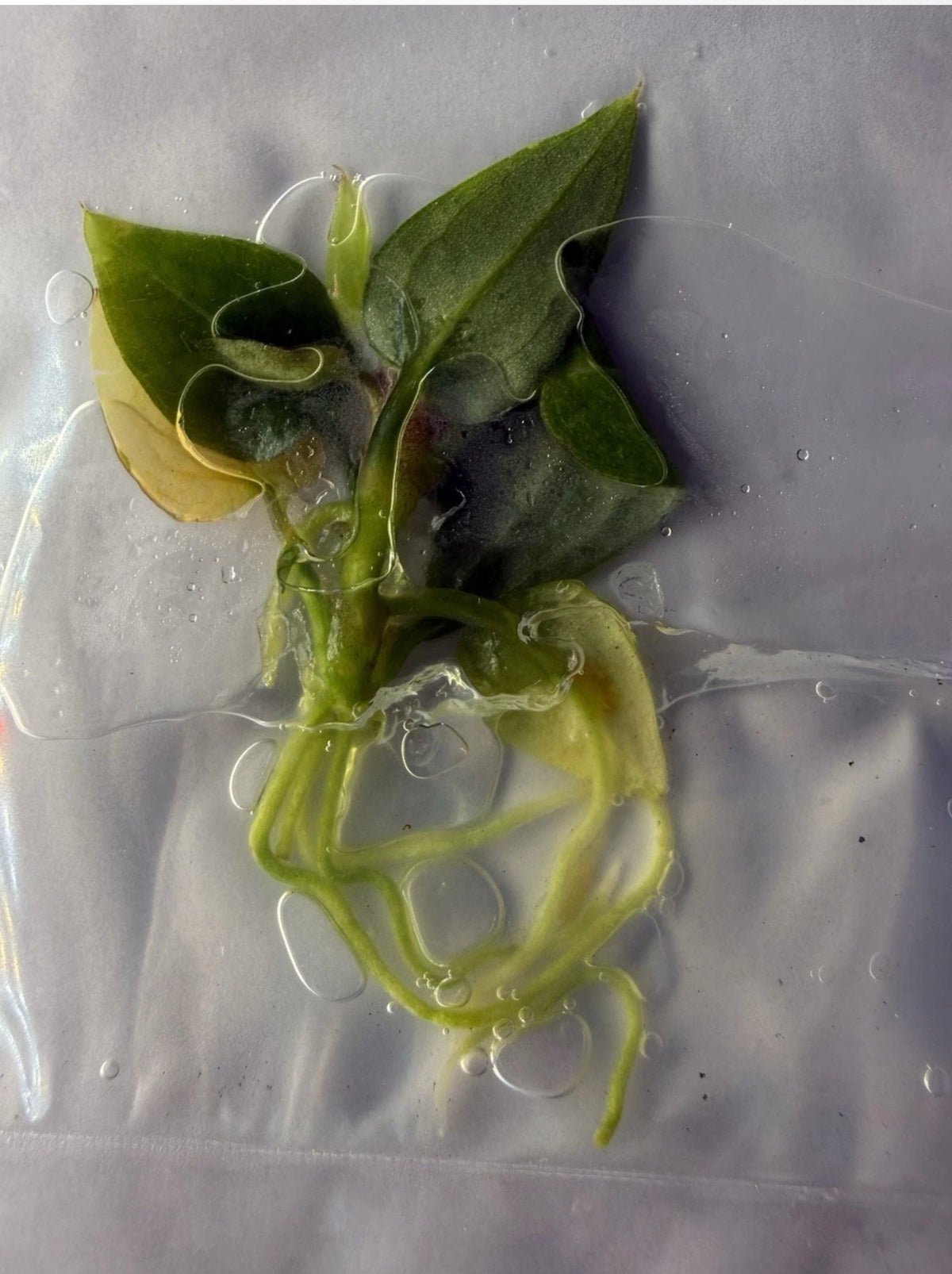 Anthurium ‘Zara × Home Sweet Home’ Tissue Culture