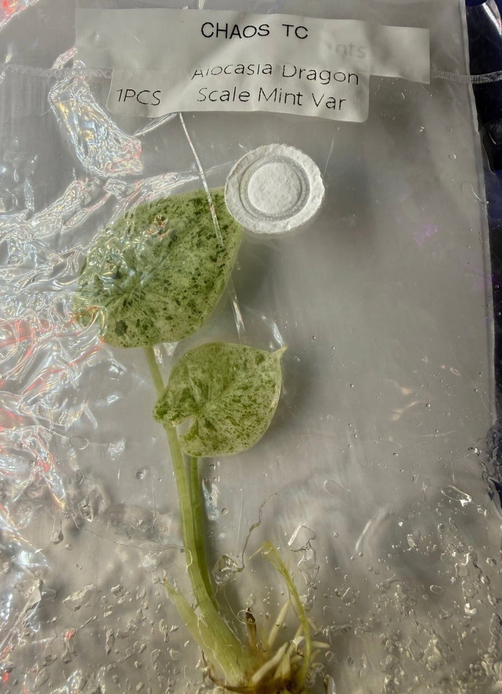 Alocasia Dragon Scale Mint Variegated Tissue Culture Exact Plant  Variegation