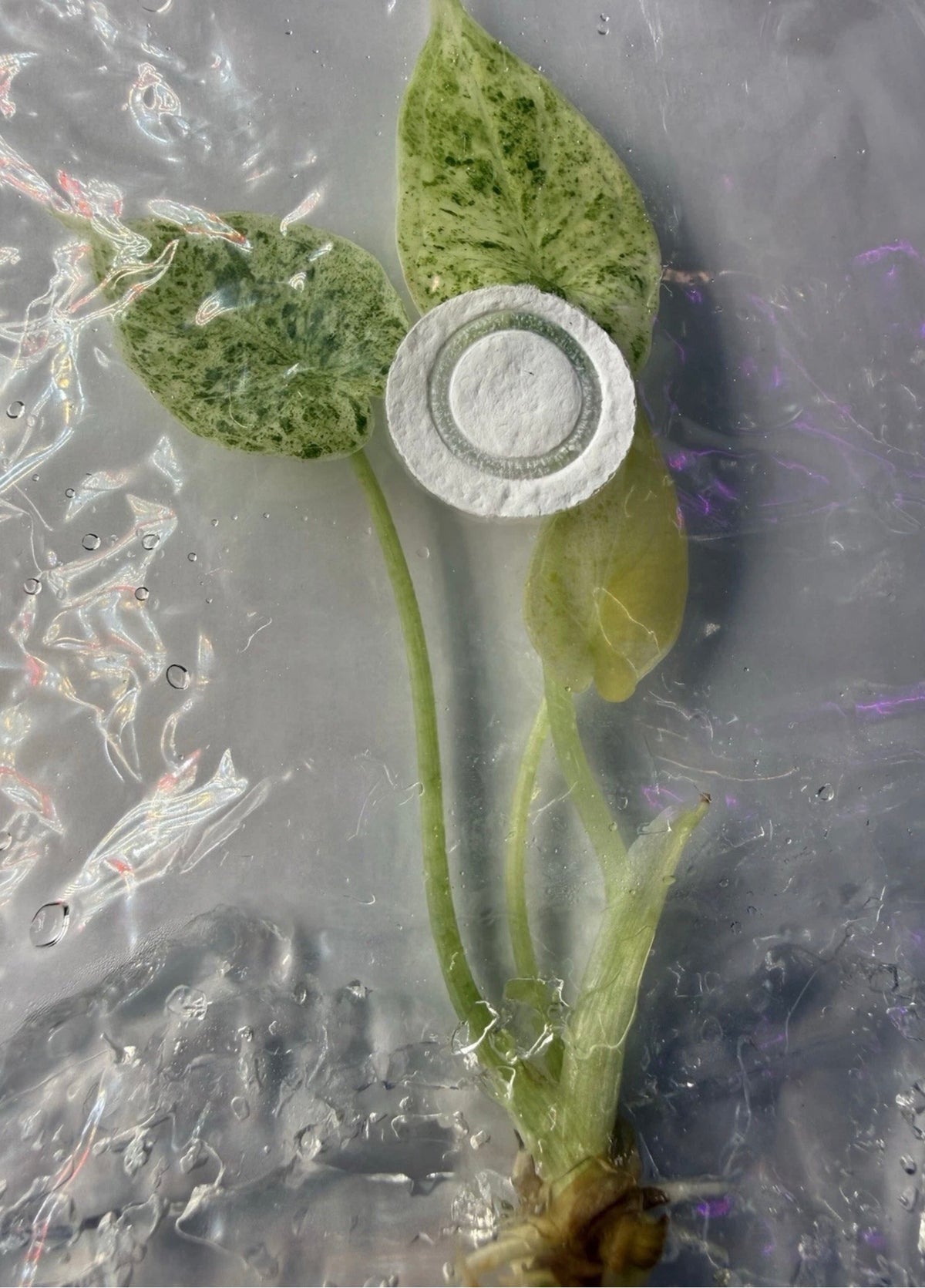 Alocasia ‘Dragon Scale Mint Variegated’ Tissue Culture – Exact Plant