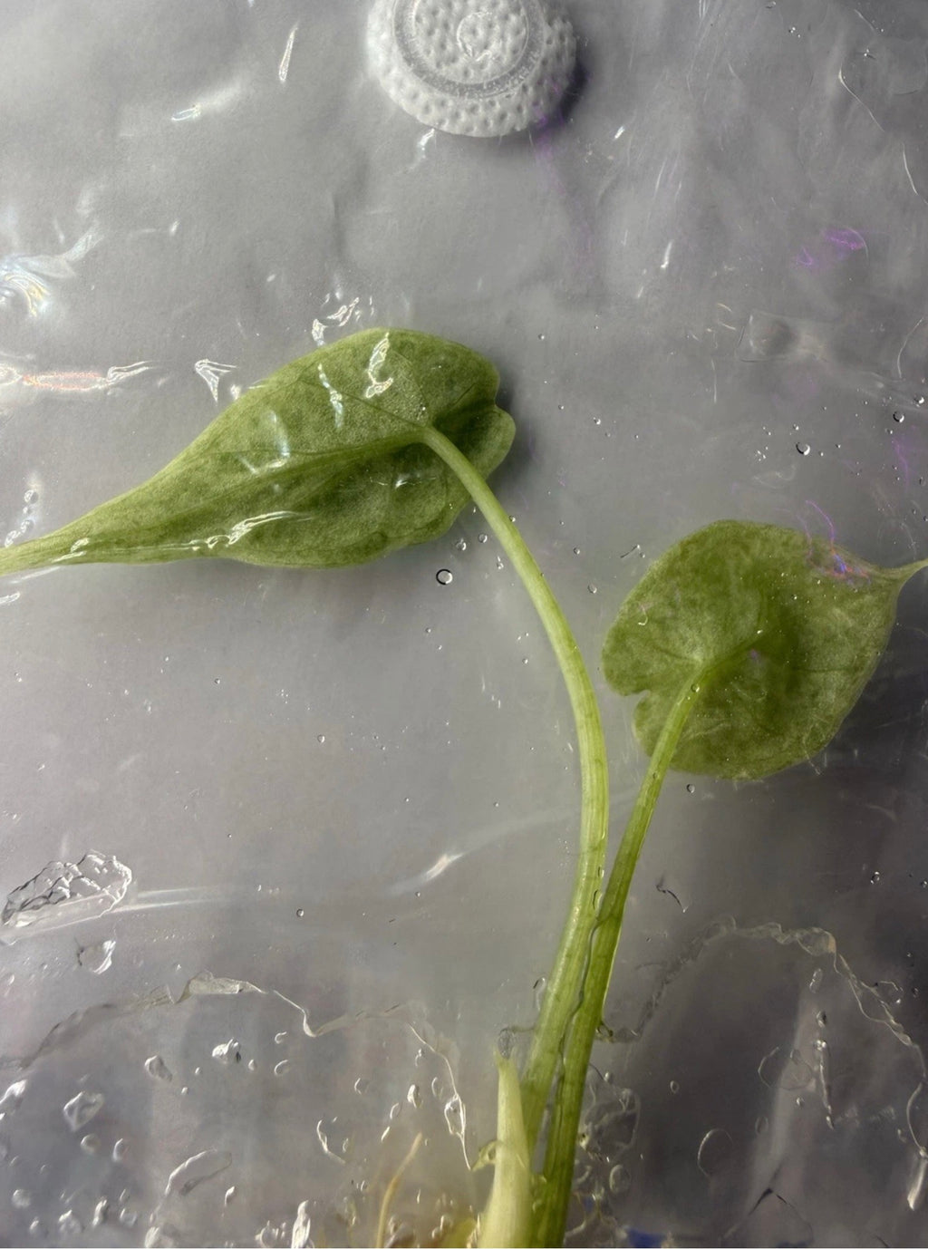 Alocasia Dragon Scale Mint Variegated Tissue Culture Exact Plant