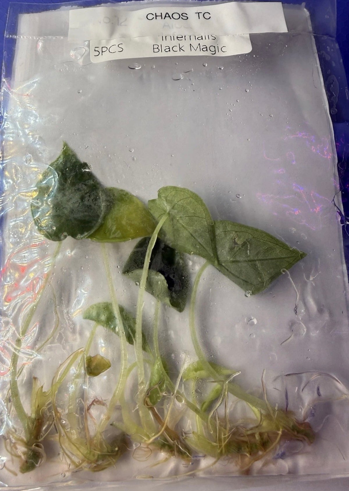 Alocasia infernalis ‘Black Magic’ – 5 Pack Tissue Culture