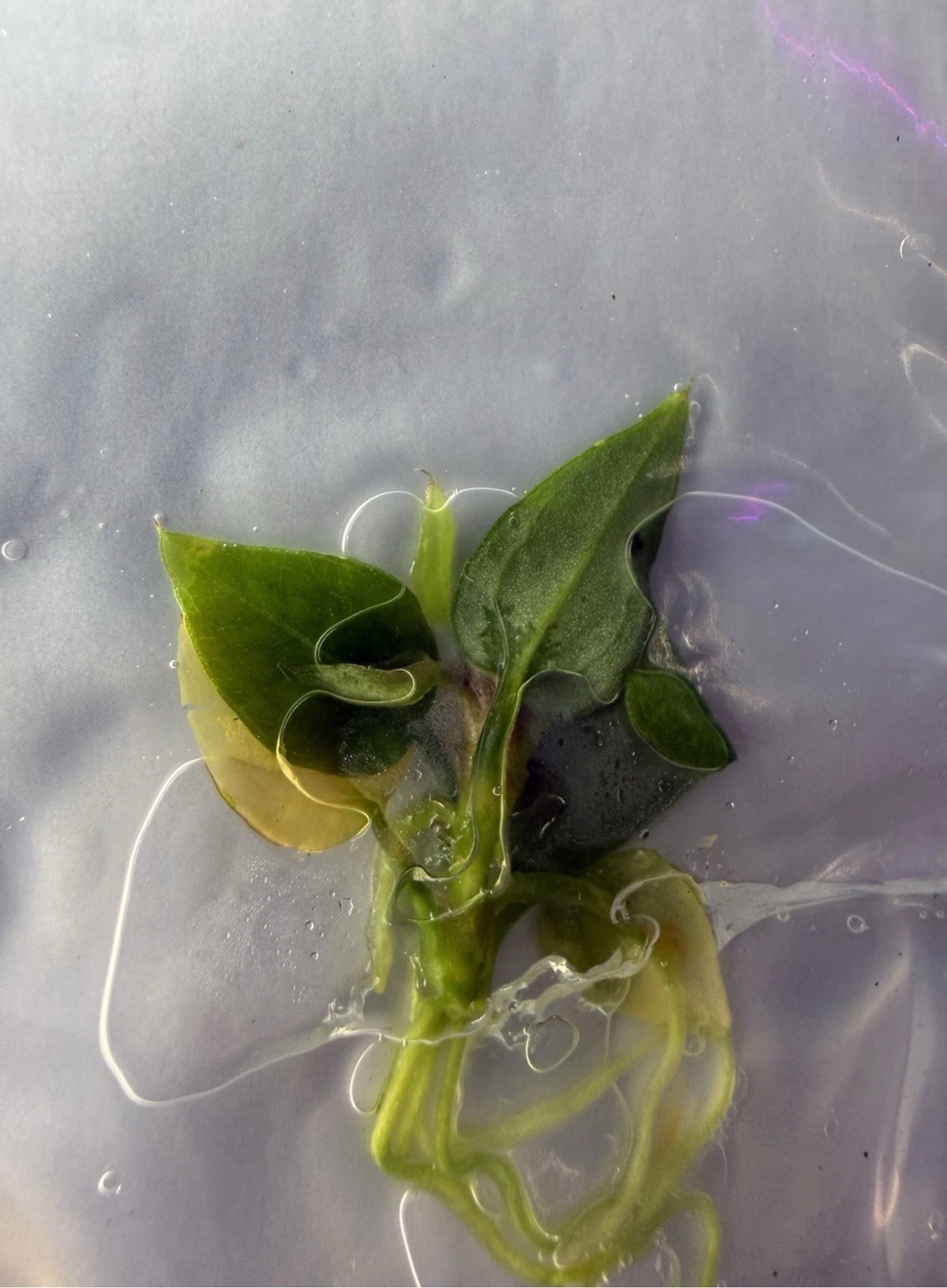 Anthurium ‘Zara × Home Sweet Home’ Tissue Culture
