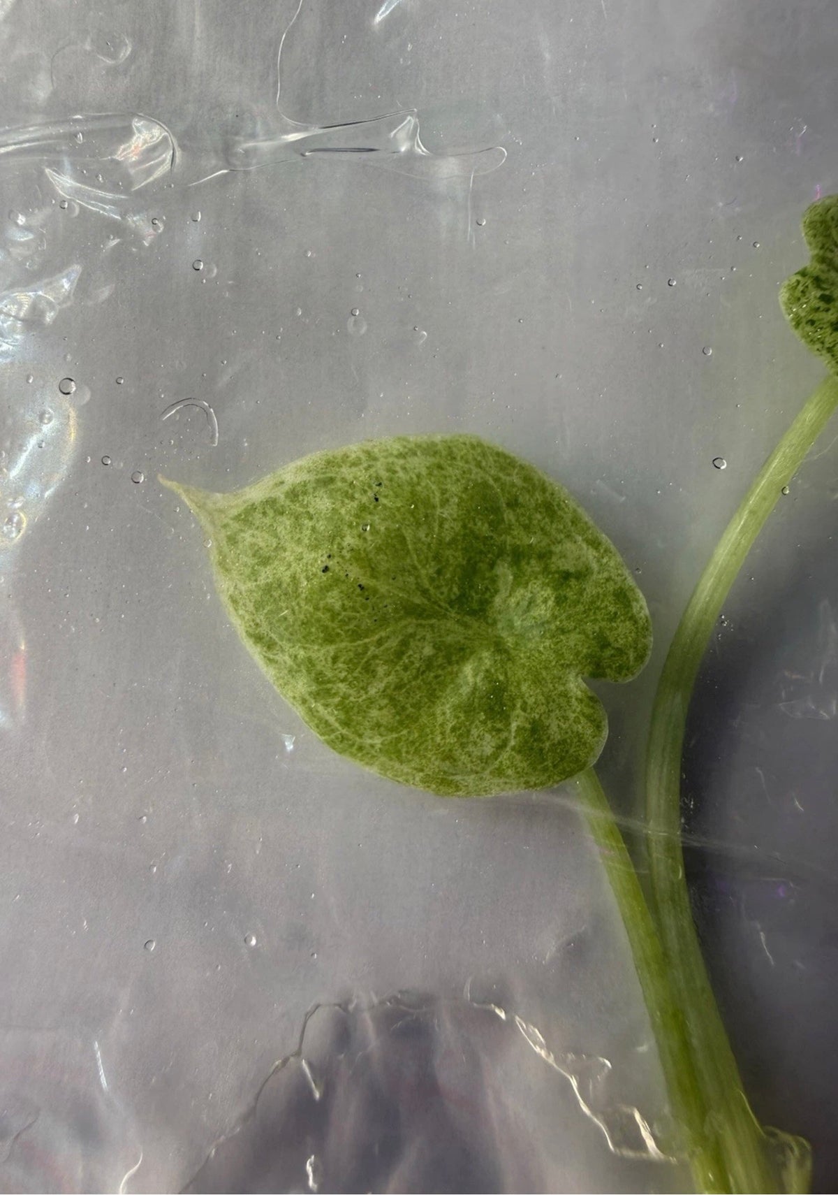 Alocasia Dragon Scale Mint Variegated Tissue Culture Exact Plant