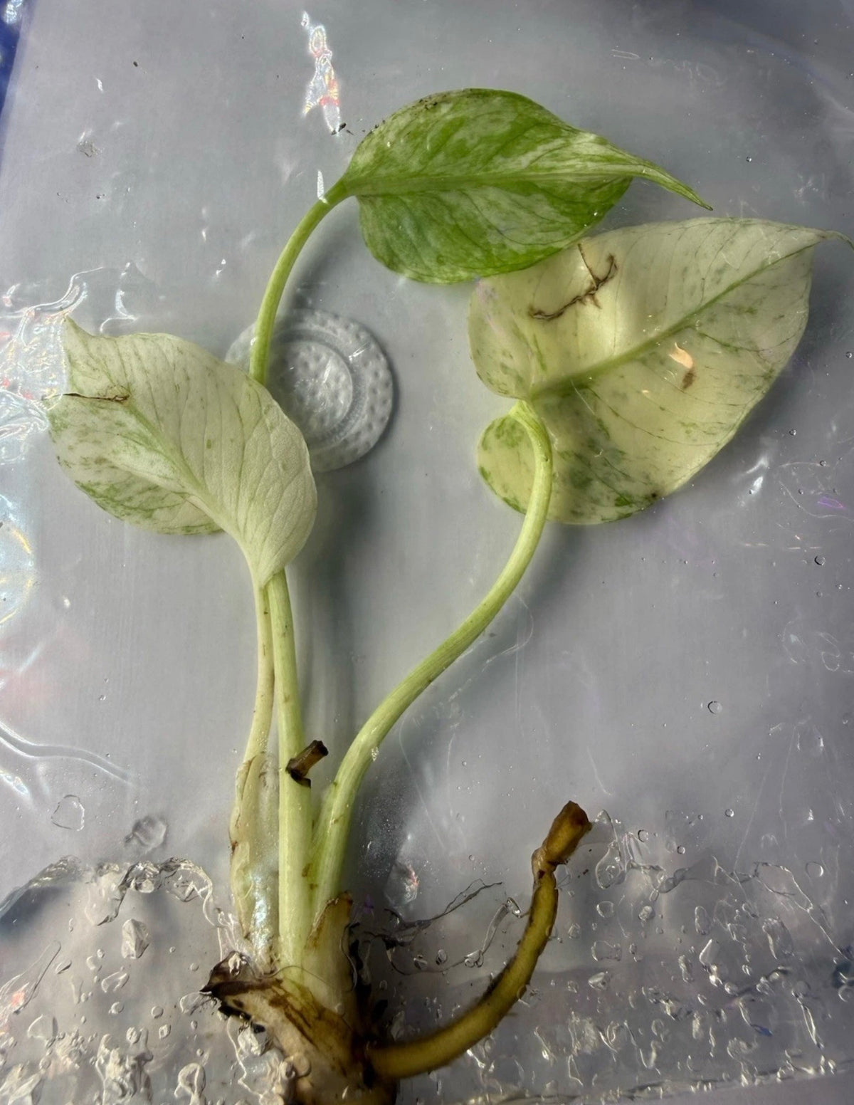 Monstera ‘White Monster Variegated’ Tissue Culture – Exact Plant, High Variegation