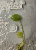 Alocasia ‘Dragon Scale Mint Variegated Tissue Culture – Exact Plant