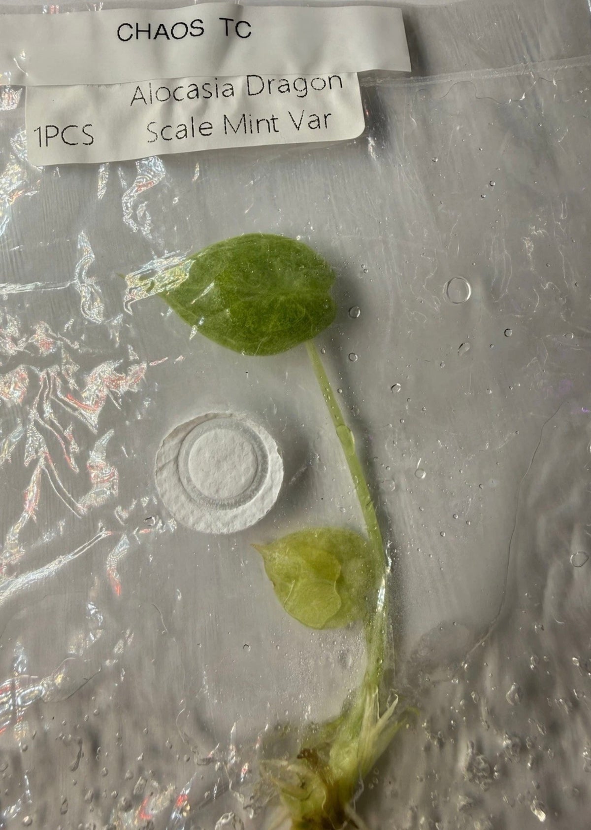 Alocasia ‘Dragon Scale Mint Variegated Tissue Culture – Exact Plant