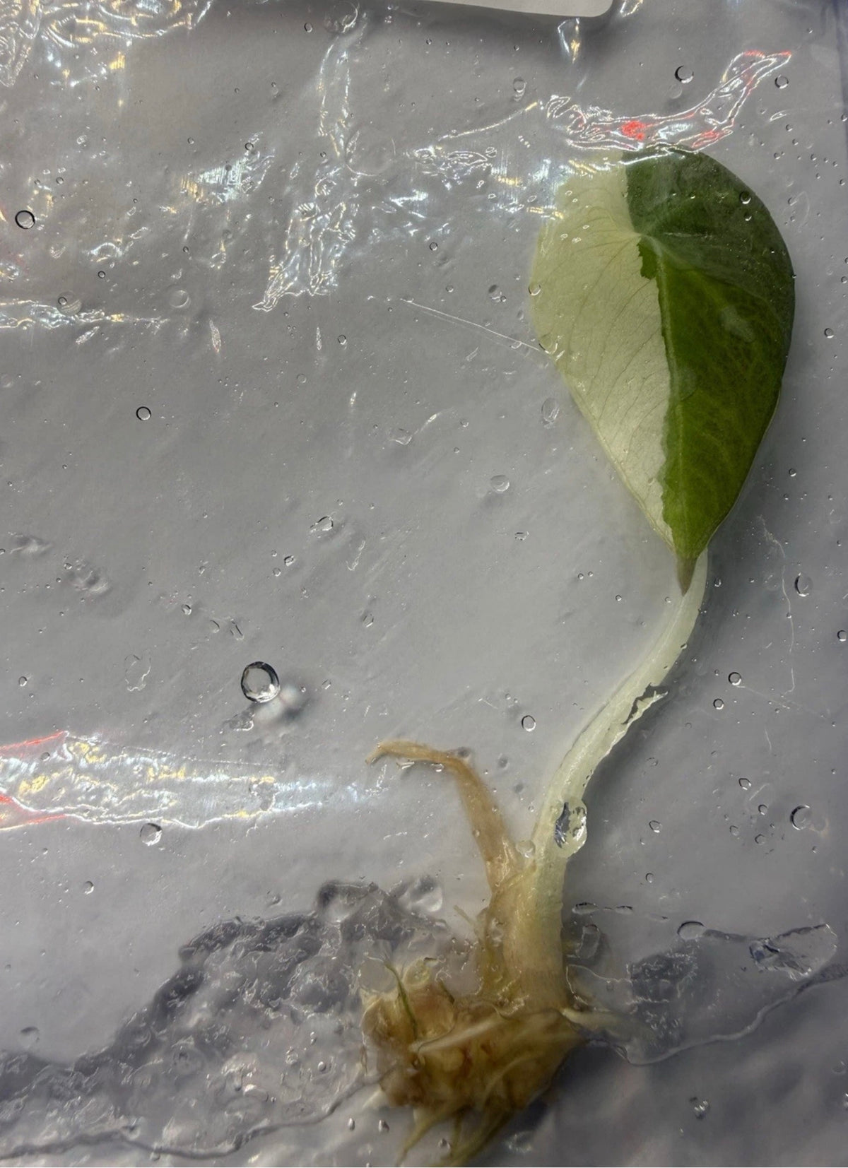 Alocasia ‘Black Velvet Pink Variegated’ Tissue Culture – Half Moon Exact Plant