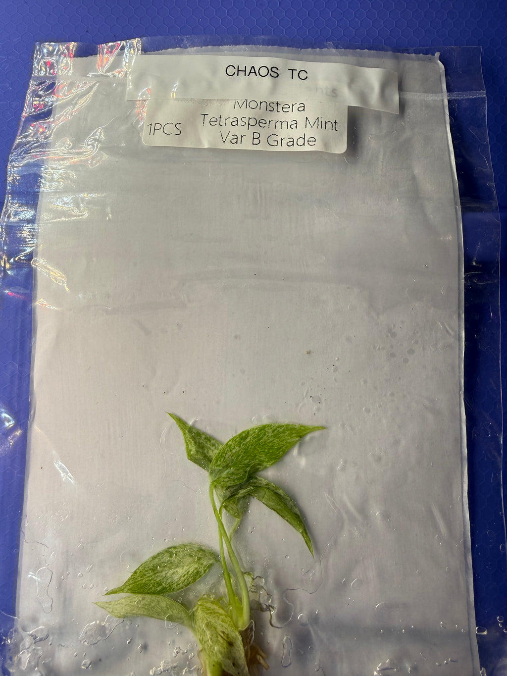 Monstera Tetrasperma ‘Mint Variegated’ Tissue Culture – B Grade