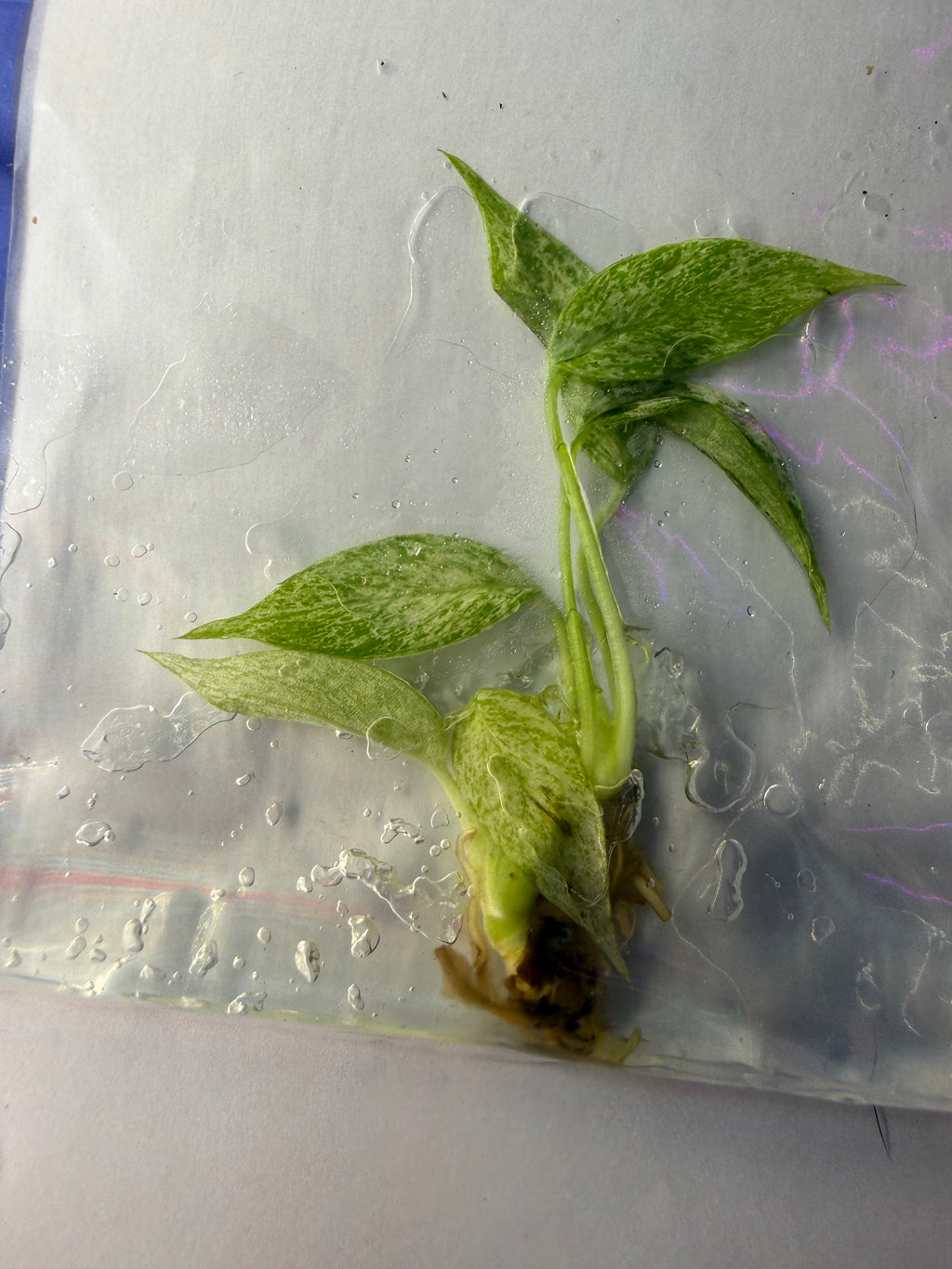Monstera Tetrasperma ‘Mint Variegated’ Tissue Culture – B Grade